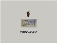 藏品(半翅目(2))的圖片